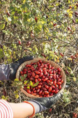 Kuşburnu hasır sepet içinde toplama