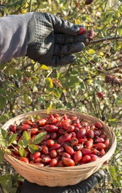 Malzeme çekme kuşburnu sepeti