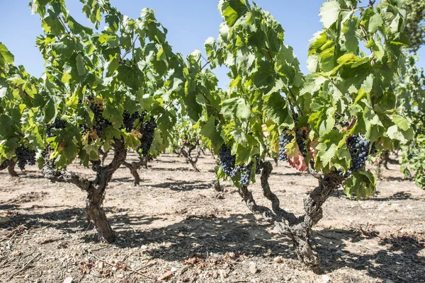 Vinhas de uva em fileira — Fotografia de Stock