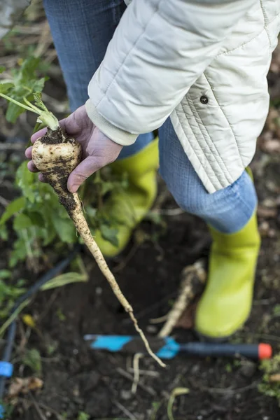 Hand holding long radish — Stock Photo, Image