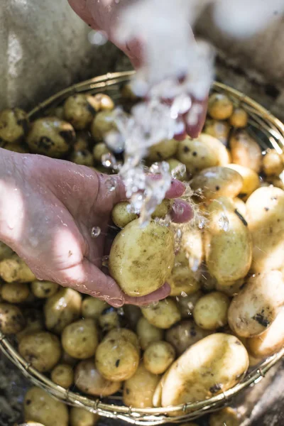 Las manos femeninas lavando patatas — Foto de Stock