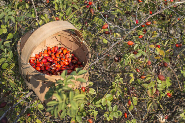 Picked rosehip in basket