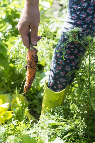 Mano che tiene la carota sopra il letto del giardino — Foto Stock