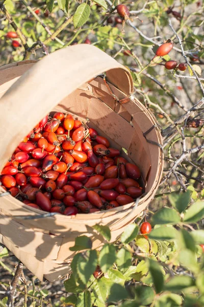 Picked rosehip in basket — Stock Photo, Image