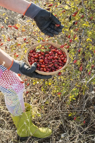 Malzeme çekme kuşburnu sepeti — Stok fotoğraf