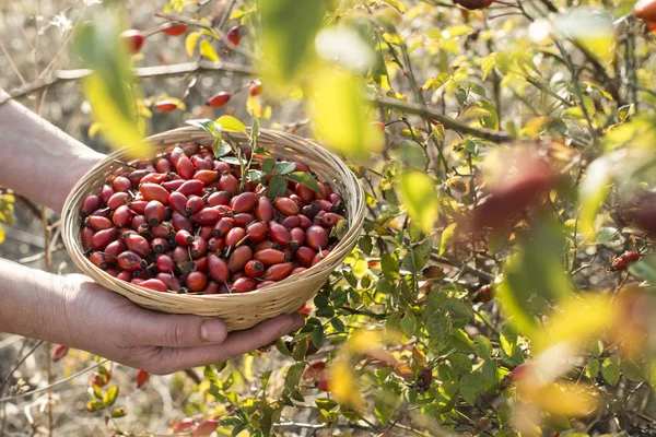 Picking rosehip in basket — Stock Photo, Image