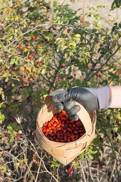 Recogiendo rosa mosqueta en la cesta — Foto de Stock