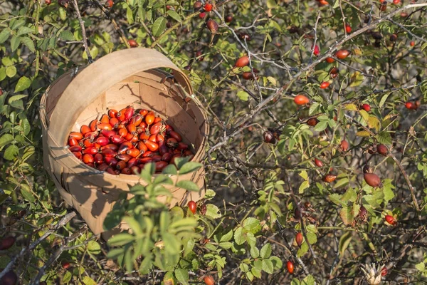 Picked rosehip in basket — Stock Photo, Image