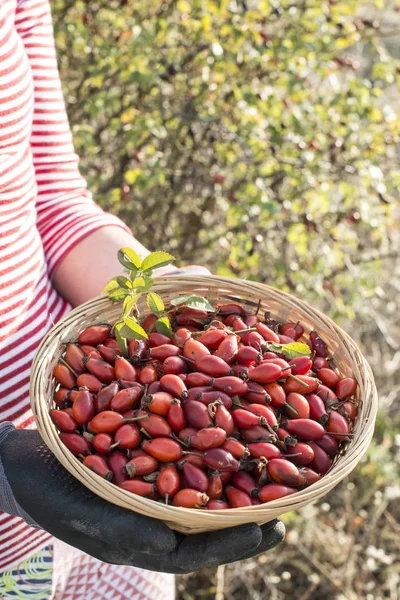 Recogiendo rosa mosqueta en la cesta — Foto de Stock