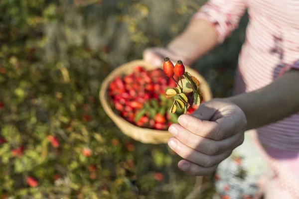 Picking rosehip in basket — Stock Photo, Image