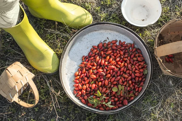 Rosehip in pan — Stock Photo, Image