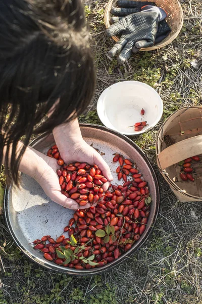 Tavada kuşburnu — Stok fotoğraf