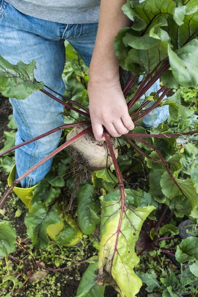 Picking red beets — Stock Photo, Image