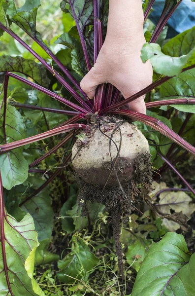 Picking red beets — Stock Photo, Image