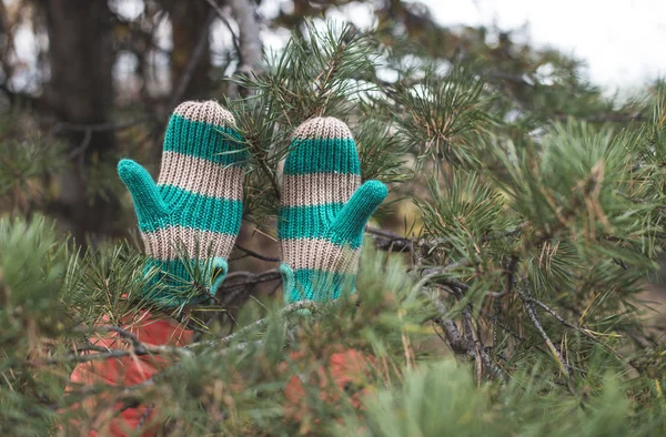 Knitted mittens and fir — Stock Photo, Image