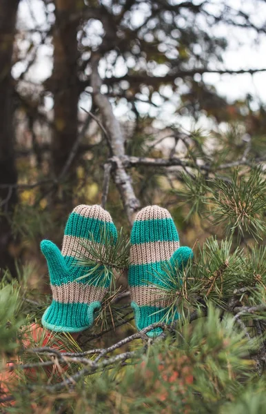 Guantes de punto y abeto — Foto de Stock