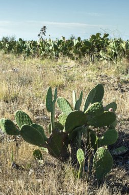 Endüstriyel kaktüs tarlası. Büyüyen kaktüsler. Kaktüs meyveleri. 