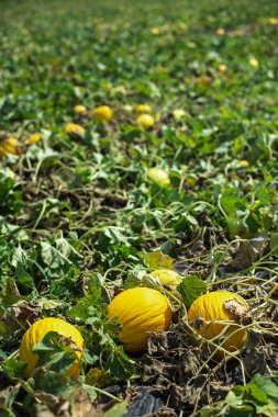Karpuzlar sahada. Güneşli bir gün. Sarı kavunlu tarla.
