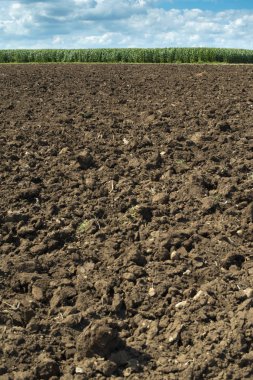 Pürüzlü toprak ve tarlaların arkasında mısır var.