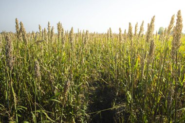 Millet çiftlikleri. Darı tohumu paketleri. 