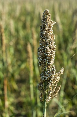 Millet çiftlikleri. Darı tohumu paketleri. 