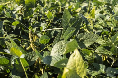 Soya çiftliği. Soyabean çiftlikte.