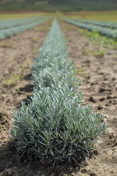 Lavandula Pequenas Plantas Verdes Lavandula Recém Plantada Industrialmente Cultivando Lavanda — Fotografia de Stock