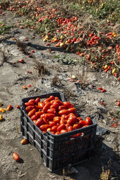 在板条箱里人工采摘西红柿。 番茄农场。 番茄品种 — 图库照片