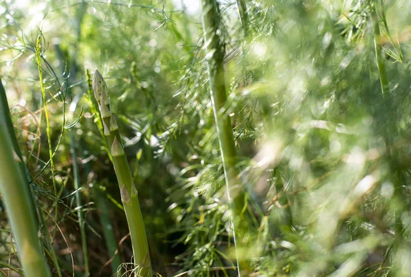Asparagus in industrial farm. — Stock Photo, Image
