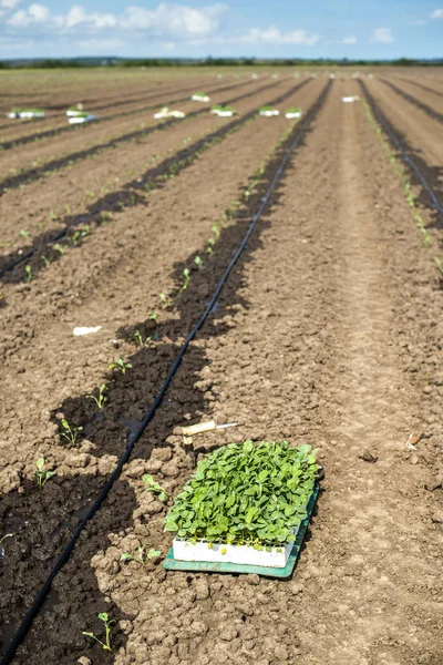 Zaailingen in kratten op de landbouwgrond. Planten van broccoli — Stockfoto