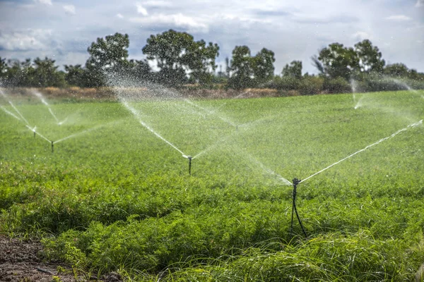 Vattnar plantage med morötter. Bevattningssprinklers i stora c — Stockfoto