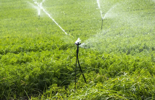 Riego de plantaciones con zanahorias. Aspersores de riego en c grande —  Fotos de Stock