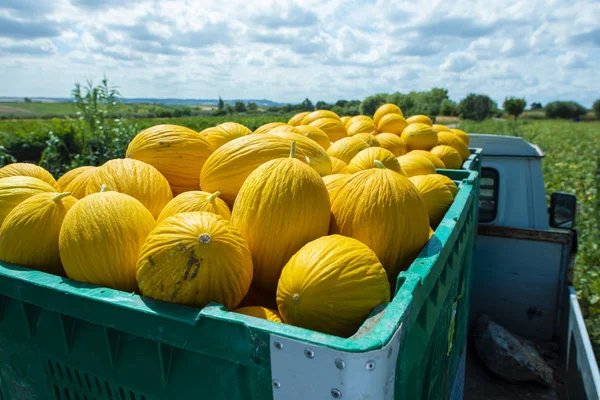 Melones canarios en cajón cargados en camión desde la granja . — Foto de Stock