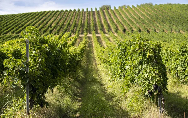 Wijngaarden met rode druiven voor het maken van wijn. Grote Italiaanse wijngaard r — Stockfoto