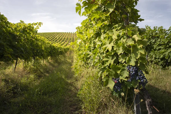 Wijngaarden met rode druiven voor het maken van wijn. Grote Italiaanse wijngaard r — Stockfoto