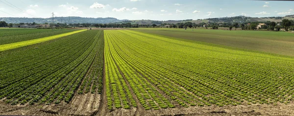 Velké salátové plantáže na řádcích venku. Průmyslová farma salátu. — Stock fotografie