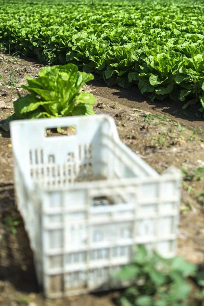 Stor mogen sallad på industrigård utomhus. Odling av sallat — Stockfoto