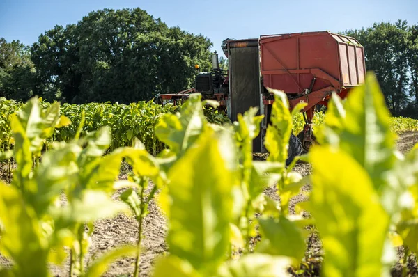 Harvesting tobacco leaves with harvester tractor — Stock Photo, Image