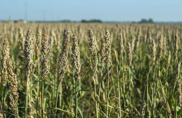 Millet plantations. Bundles of millet seeds. — Stock Photo, Image