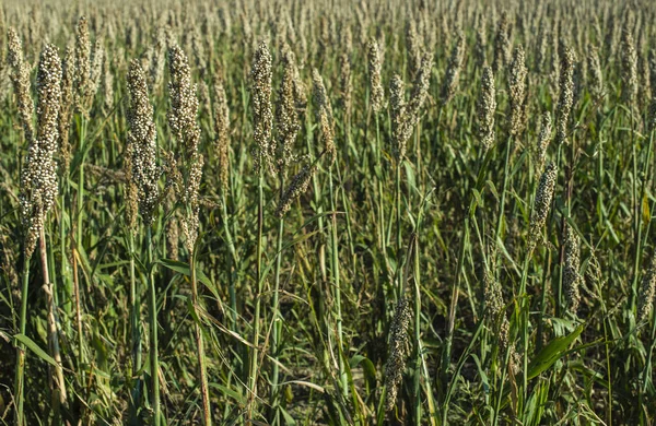 Пшоняні плантації. Бульбашки насіння пшениці . — стокове фото