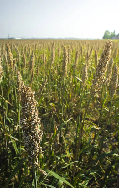 Millet plantations. Bundles of millet seeds. — Stock Photo, Image