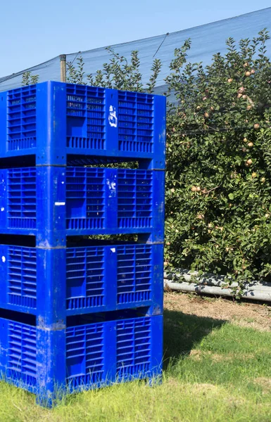 Grandes cajas azules en el huerto de manzanas. Recogida de manzanas en la industria f — Foto de Stock
