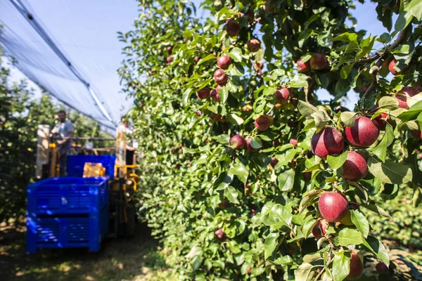 Harvest apples in big industrial apple orchard. Machine for pick — Stock Photo, Image