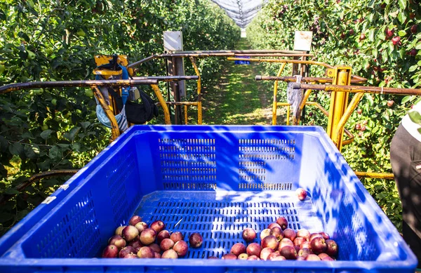 Oogst appels in grote industriële appelboomgaard. Machines en kratten — Stockfoto