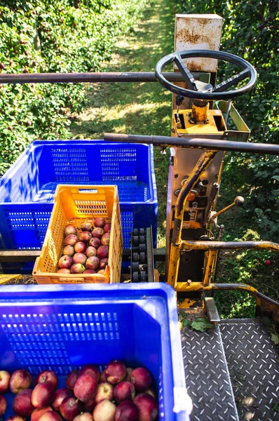 Harvest apples in big industrial apple orchard. Machine and crat — Stock Photo, Image