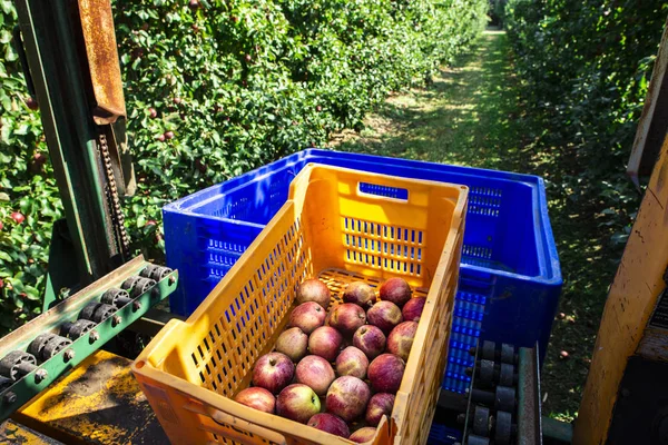 대규모 사과 과수원에서 사과를 수확한다. 기계와 상자 — 스톡 사진