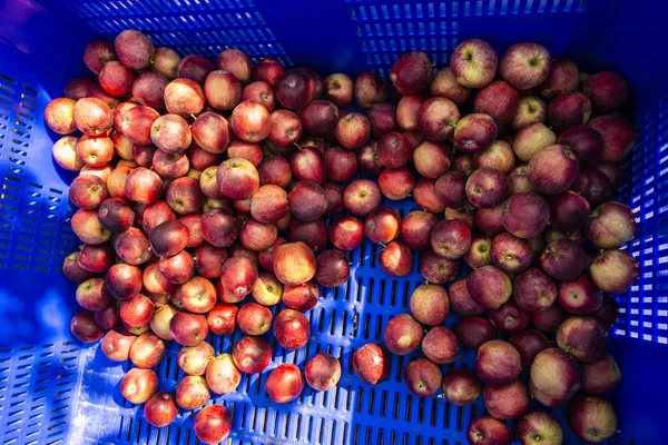 대규모 사과 과수원에서 사과를 수확한다. 큰 파랑 상자 W — 스톡 사진