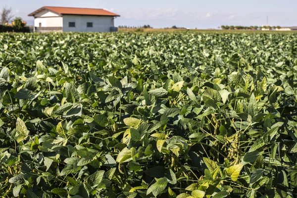 Soja plantage. Sojabonen op de boerderij. — Stockfoto