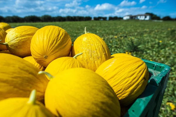 Melones canarios en cajón cargados en camión desde la granja . Imagen de stock