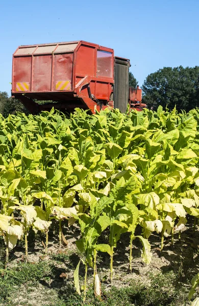 Récolte de feuilles de tabac avec tracteur moissonneuse Images De Stock Libres De Droits